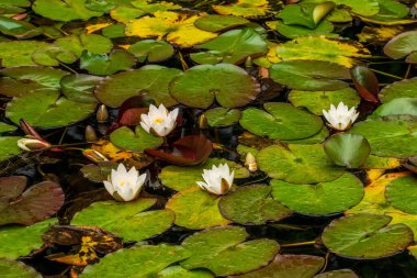 Gölette beyaz nilüferler 