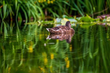 Gölde yüzen bir yaban ördeği 