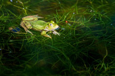 Sudaki gölet kurbağası 