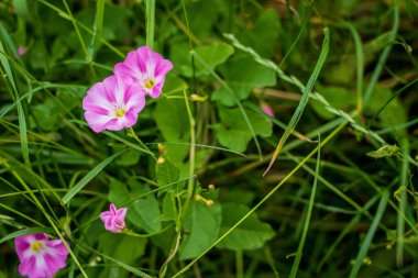 Yazın başında kır çiçekleri ve bitkiler