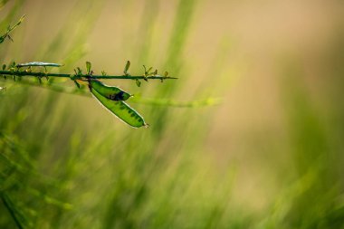Arka plan bulanık üzerinde yabani bitki