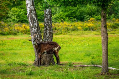 Keçi çalılıklarda otluyor. 
