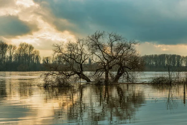 ドイツ ライン川の洪水 — ストック写真