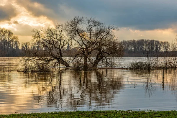 ドイツ ライン川の洪水 — ストック写真