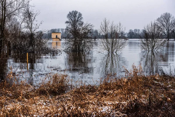 Oversvømmelse Rhinen Nær Køln Vinteren Tyskland - Stock-foto
