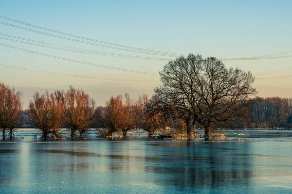 ドイツ洪水後の凍結フィールドと木 — ストック写真