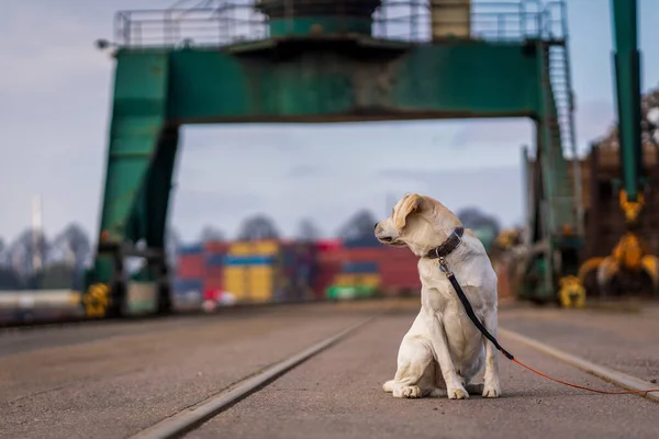 Портрет Собаки Промышленных Доках Лабрадор Ретривер — стоковое фото