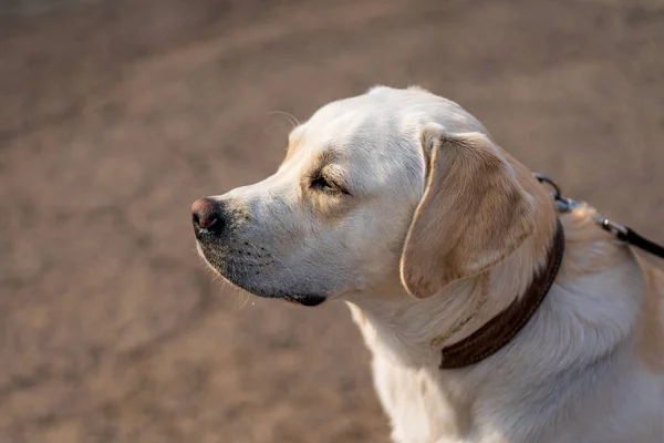 Close Portrait Dog Labrador Retriever — Stock Photo, Image