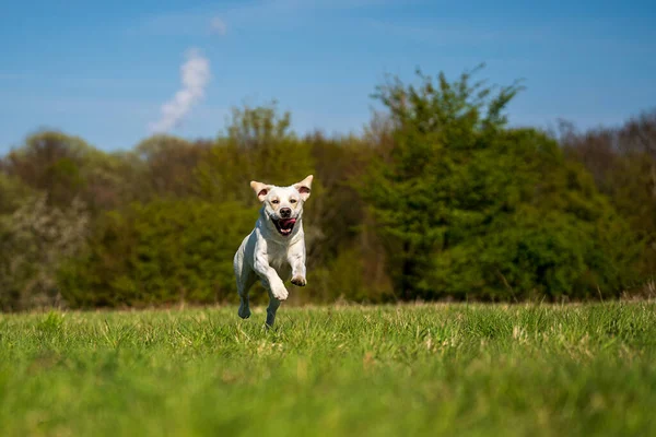 Correndo Cão Com Língua Para Fora Prado — Fotografia de Stock