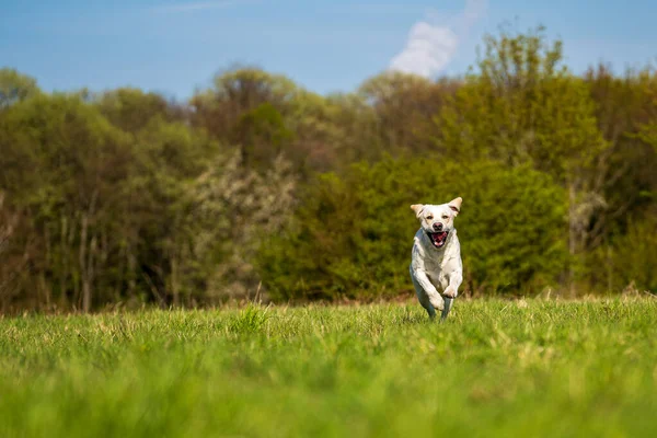 Running dog with tongue out on the meadow.