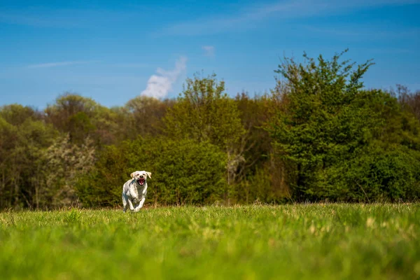 Çayırda dili dışarıda koşan bir köpek..