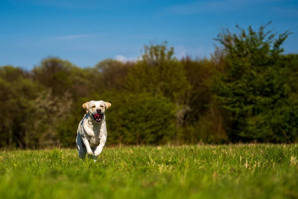 Çayırda dili dışarıda koşan bir köpek..