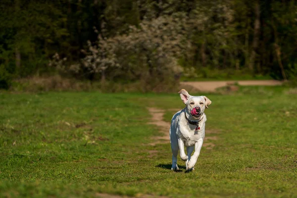 Çayırda dili dışarıda koşan bir köpek..