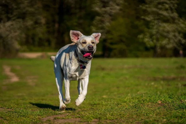 Correndo Cão Com Língua Para Fora Prado — Fotografia de Stock