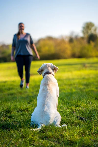 Dog Training Women Meadow — Stock Photo, Image