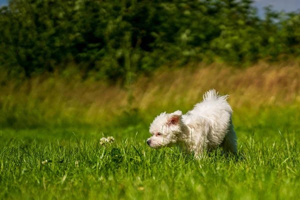 Piccolo Mini Maltese Sta Giocando Nel Prato — Foto Stock