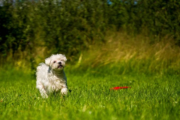 Petit Maltais Joue Dans Prairie — Photo