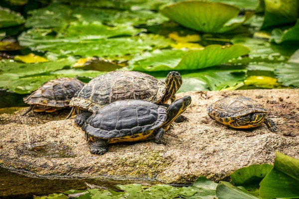 Terrapiny Leżą Skale Wodzie — Zdjęcie stockowe