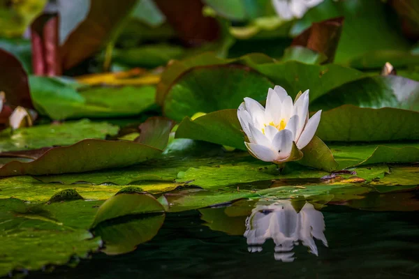 Flor Lírio Água Branco Uma Lagoa — Fotografia de Stock