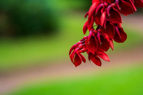 Rote Wildblume Auf Grün Verschwommenem Hintergrund — Stockfoto