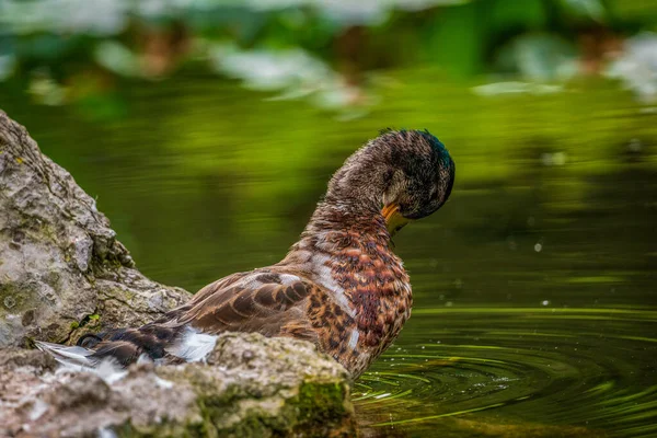 Eine Stockente Auf Dem See — Stockfoto