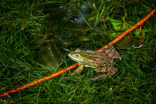 Calling Pond Frog Water — Stock Photo, Image