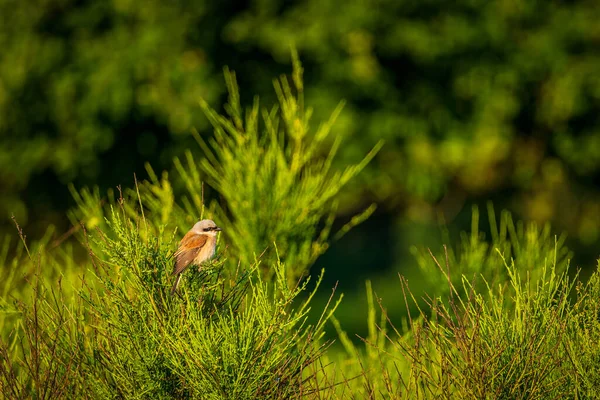 Bir Dalda Öten Küçük Bir Kuş — Stok fotoğraf