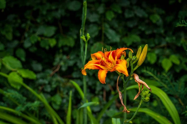 Orange Lila Lilie Blume Auf Verschwommenem Hintergrund lizenzfreie Stockbilder