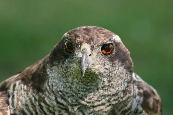 Közelkép Goshawkról Ahogy Kamerába Néz — Stock Fotó