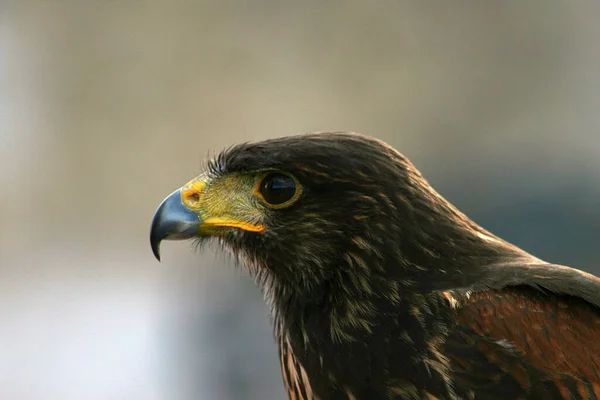 Jovem Harris Hawk Perto — Fotografia de Stock