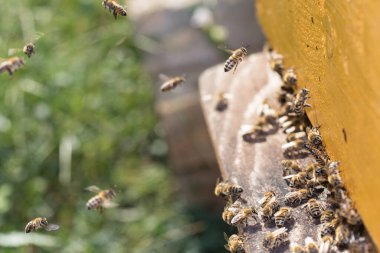 Arı kovanının girişinde arı sürüsü.