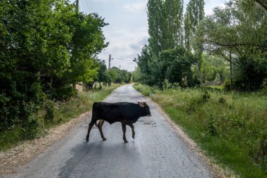 Cow Freely Roaming in Nature