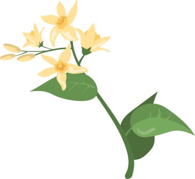 orange blossom, white flower, realistic vector drawing on white, neroli. flower with leaves