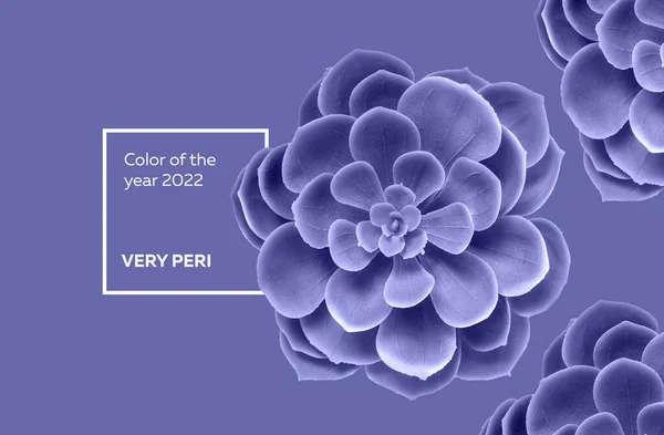 Sukulent na fioletowym tle koloru, bardzo peri — Zdjęcie stockowe