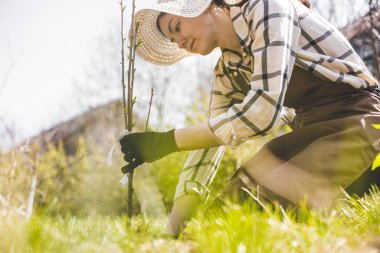 Bir kadın bahçeme kiraz ağacı dikiyor. Bahar bahçıvanlığı