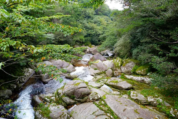 야쿠시마 — 스톡 사진