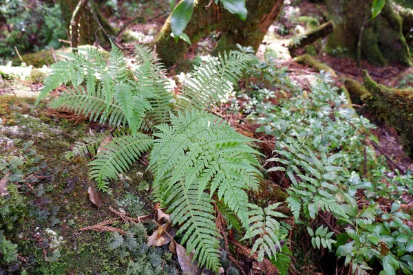 Yakushima adasının eğreltiotu