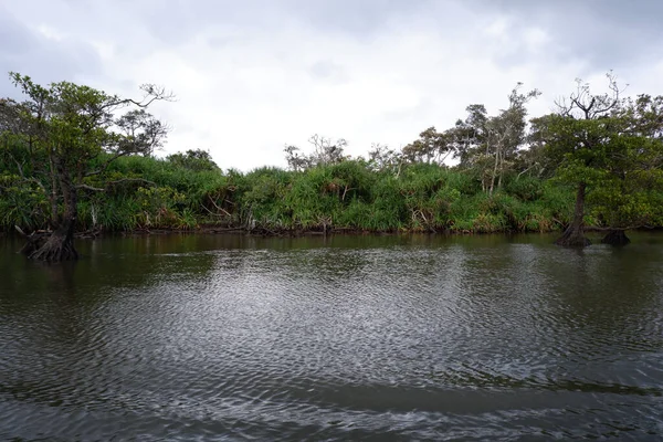 Floresta Mangue Ilha Iriomote — Fotografia de Stock