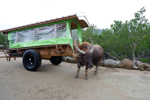 Water buffalo cart of Okinawa