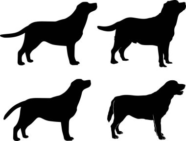  Labrador Retriever 3, Dog, Animal, Pet, Vector Illustration File