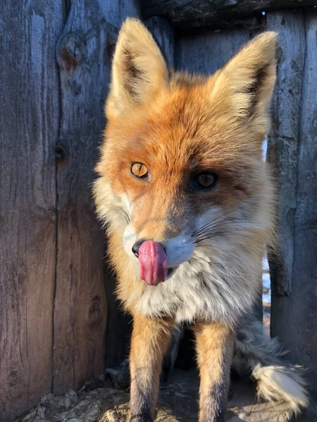 Red Haired Sly Fox Shows Tongue — стоковое фото