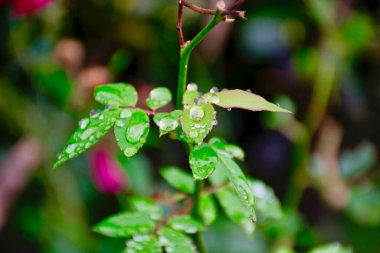 çiğ olarak bırakır