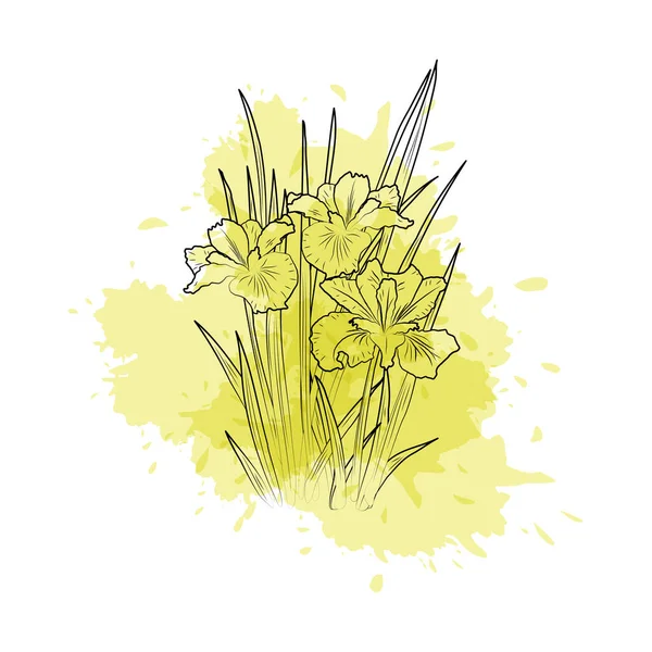 Zarys kwiatów tęczówki na żółtej plamie akwarelowej — Wektor stockowy