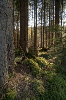 Nature scene with snow peaked mountains and single trees