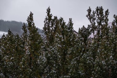 Snow in pine trees on the leaves