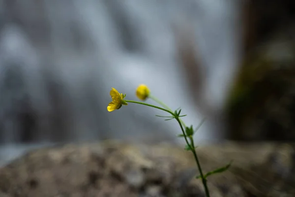 Close Detail Shot Yellow Flower — Fotografia de Stock