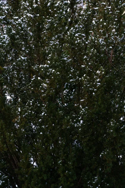 Pattern Snow Pine Trees — Foto de Stock