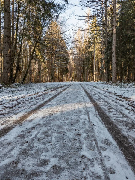 Straight Lines Snow Forest Way Trees — Foto de Stock