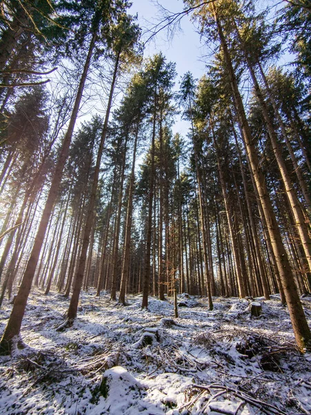 Sunlight Shining Trees Winter Season Changing — Foto de Stock