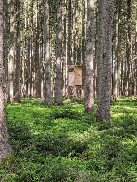 little hunters hut in the forest between trees and green bushes